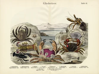 Krabbor, c.1860